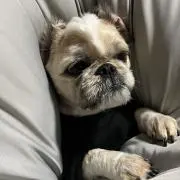 聖龍