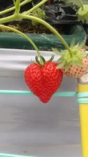 Seasonの画像