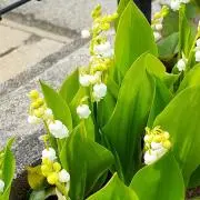 りんご飴の画像