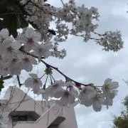 MH@次回発送7/4の画像