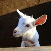 バブーン