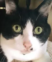 にゃるの画像