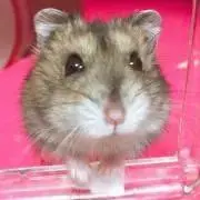 ちゃぴの画像