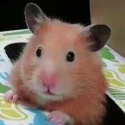 TAEKOの画像