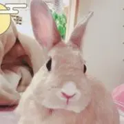 にゅーん　在庫セール中の画像