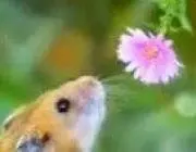 ハム子✨️【即購入OKです】の画像