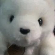 兎