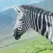 購入後の挨拶不要・プロフ必読の画像