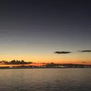 ノシシの画像