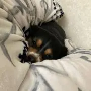 まみみ