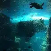 mokoの画像