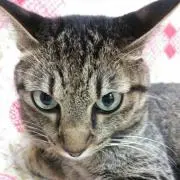 ダビンチ