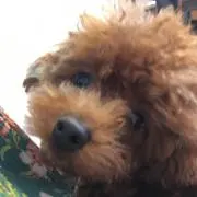 ミオ