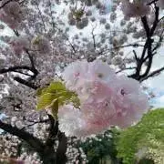 Cielの画像
