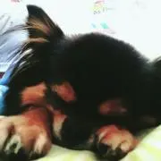 かばお