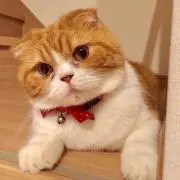 coco113322