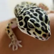 剛