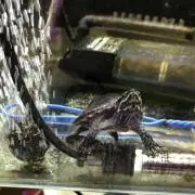 ガリクソン