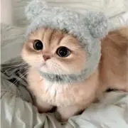 ももの画像