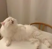 ゆりの画像