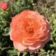 ジュニ ※プロフ必読願いますの画像