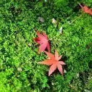 SATSUKIの画像