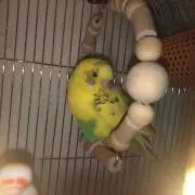みぽん