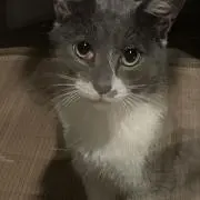 トマトの画像