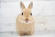 ぽんの画像