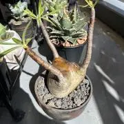 Tk