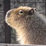 カピ