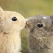 ☆みるきぃ☆の画像
