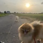 まるの画像