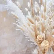 SHIROの画像