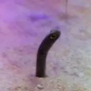 chi-