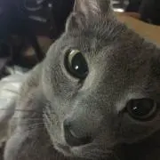 gomashioの画像