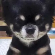 ポン太郎【即購入不可】の画像