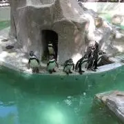 メル狩男の画像