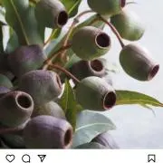 めだかんぼの画像
