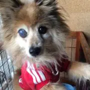 さんだゆう