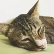 ぎんのすけの画像
