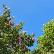 NONPOU☆の画像