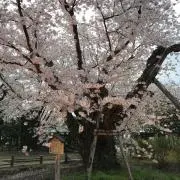 ぱのぱのの画像