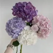 しょうこの画像