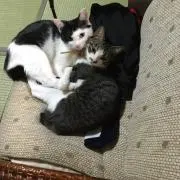 ホノの画像