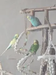 みきもも