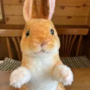 Rabbitの画像