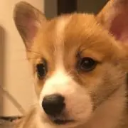 ともぞう