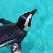 コウモリの画像