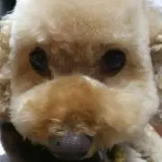 百々子